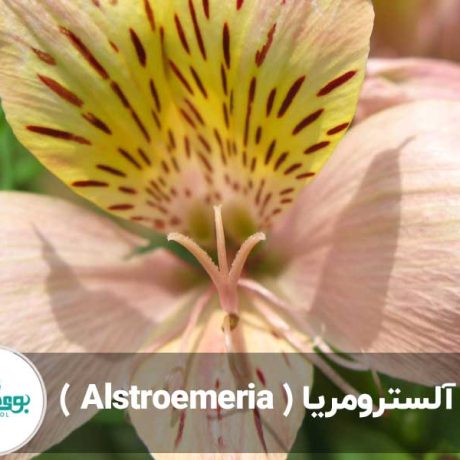 گل آلسترومریا ( Alstroemeria )