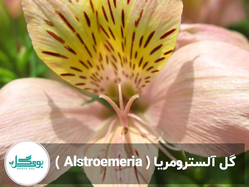 گل آلسترومریا ( Alstroemeria )