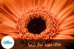 خاک ژربرا