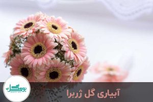 آبیاری ژربرا