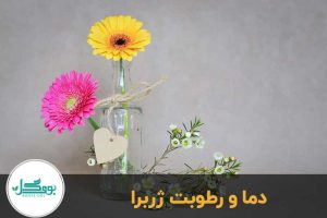 دما ژربرا