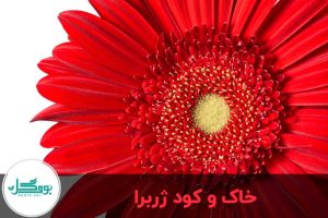 خاک و کود ژربرا