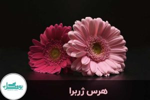 هرس گل ژربرا
