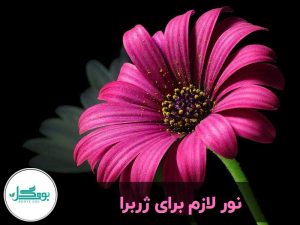 نور لازم برای ژربرا