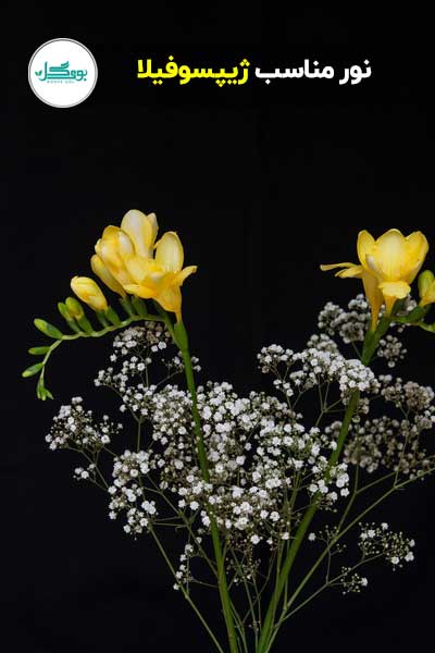 گل ژیپسوفیلا