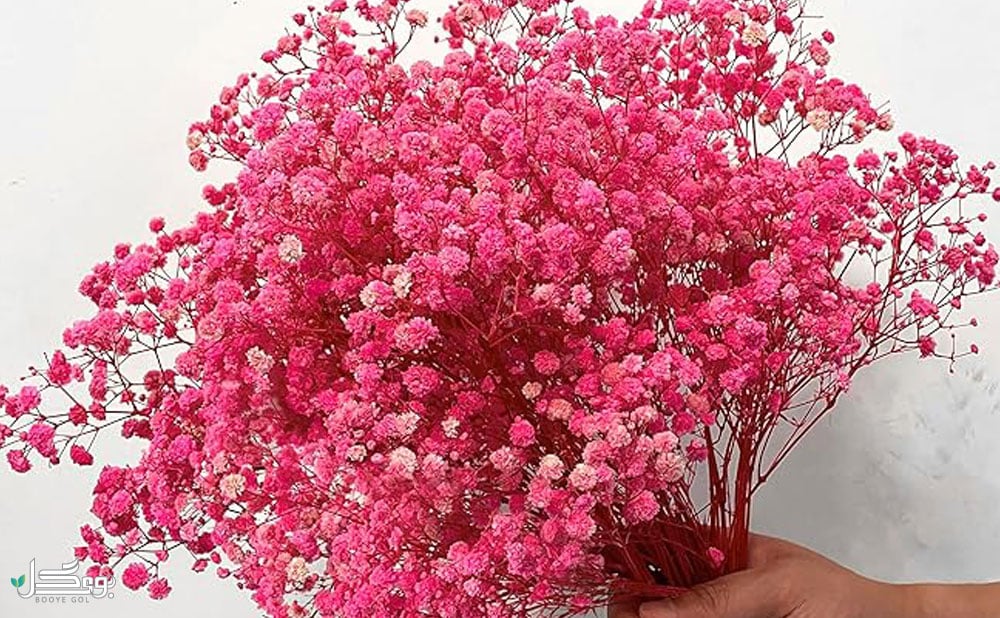شناخت انواع گل ژیپسوفیلا