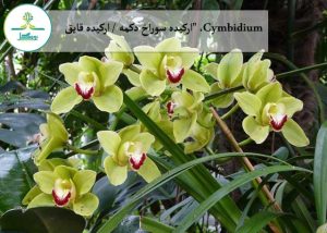 Cymbidium، "ارکیده سوراخ دکمه / ارکیده قایق