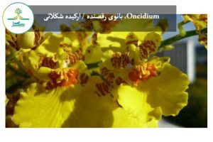Oncidium، بانوی رقصنده / ارکیده شکلاتی