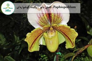 Paphiopedilum، کفش بانو / ارکیده گوشواره‌ای