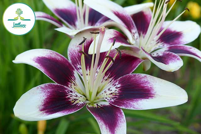 blossom-open-plant-white-flower-purple