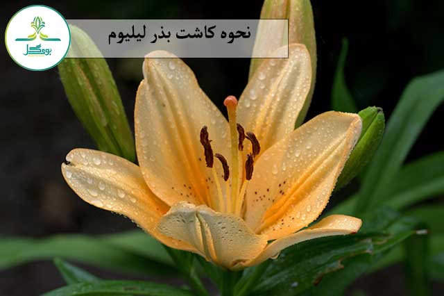 blossom-plant-flower-petal-bloom-macro