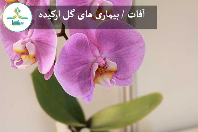 آفات / بیماری های گل ارکیده