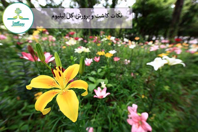 گل لیلیوم