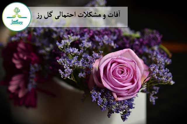 blossom-plant-photography-flower-purple