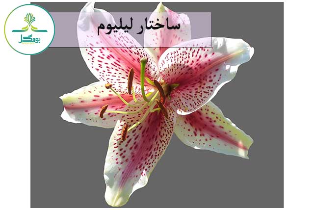 blossom-plant-white-flower-petal-bloom