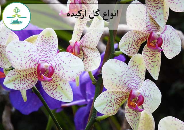 blossom-plant-white-flower-petal-color