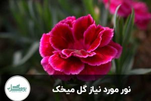 نور میخک