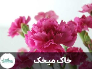خاک میخک