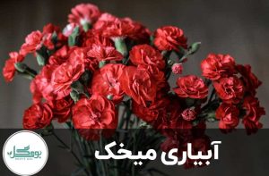 بیاری میخک
