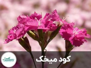 کود میخک