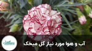 آب و هوا گل میخک