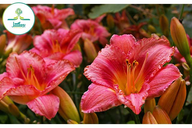 nature-blossom-open-plant-flower-petal