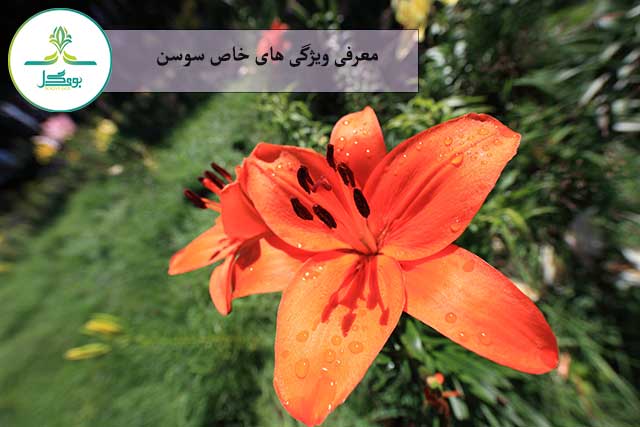 nature-blossom-plant-leaf-flower-peta