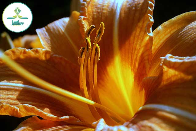 nature-blossom-structure-plant-photography-sunlight-