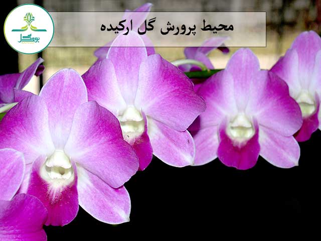 nature-branch-blossom-growth-plant-flower