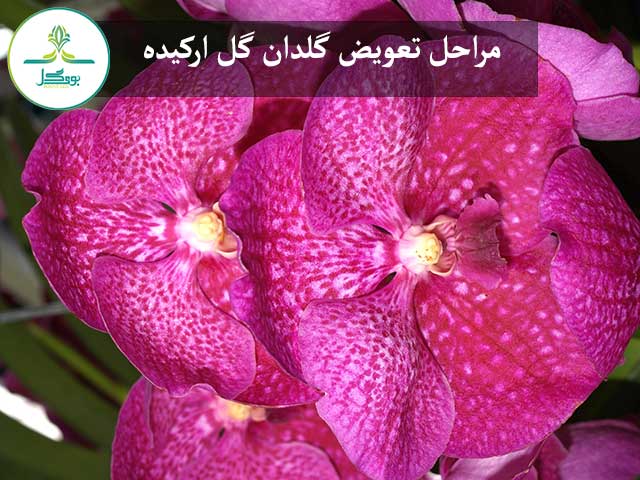 گل ارکیده