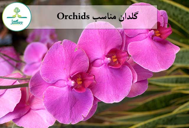 گلدان مناسب Orchids
