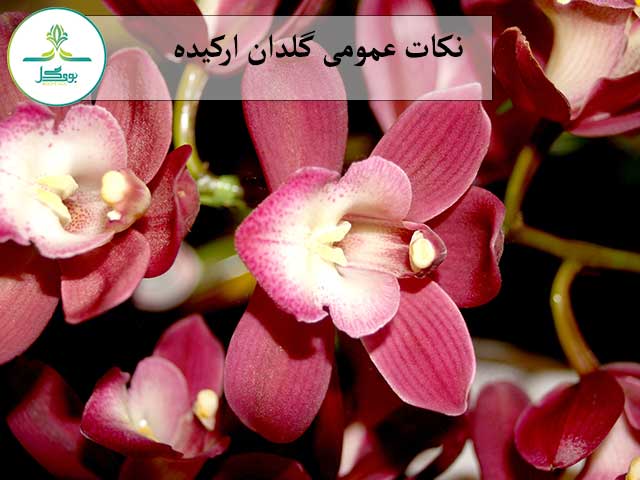  جزئیات پیوست nature-branch-blossom-growth-plant-flowe
