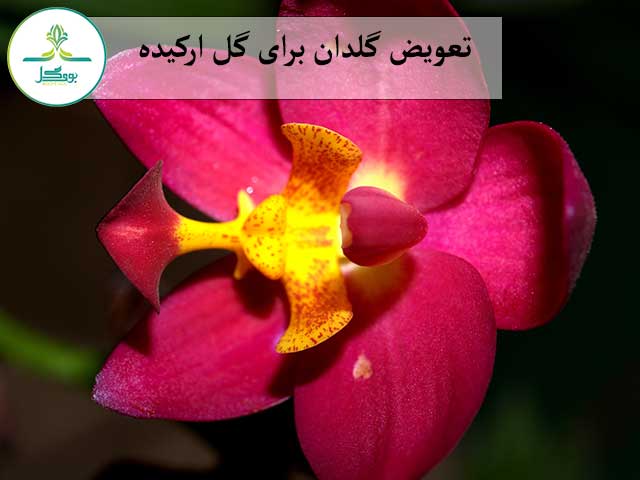 تعویض گلدان برای گل ارکیده