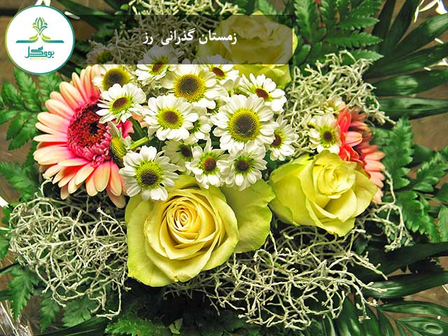 زمستان گذرانی رز