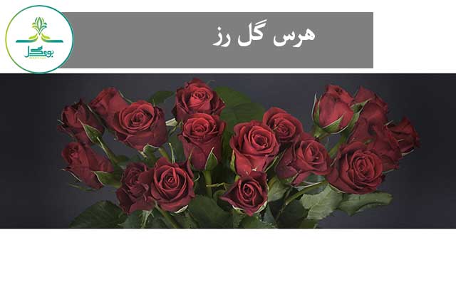هرس گل رز