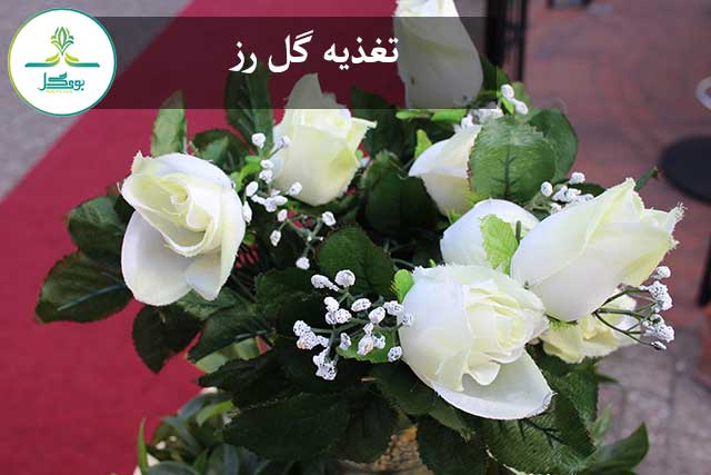 nature-plant-flower-petal-celebration