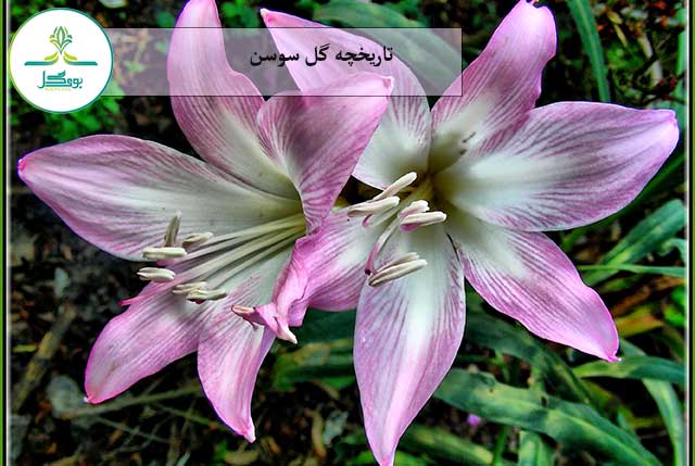 nature-plant-flower-petal-europe-botany-