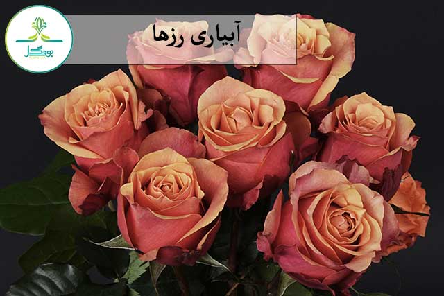 گل رز گلبهی