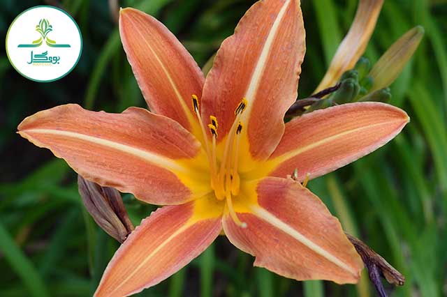 nature-plant-leaf-flower-petal-floral-