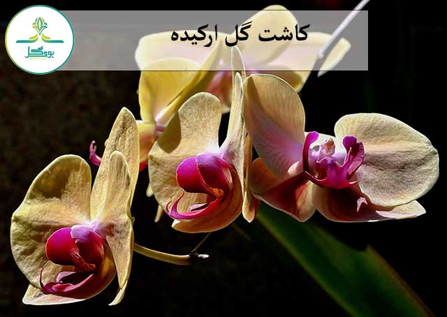 کاشت گل ارکیده