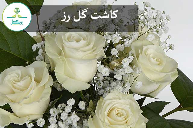 کاشت گل رز