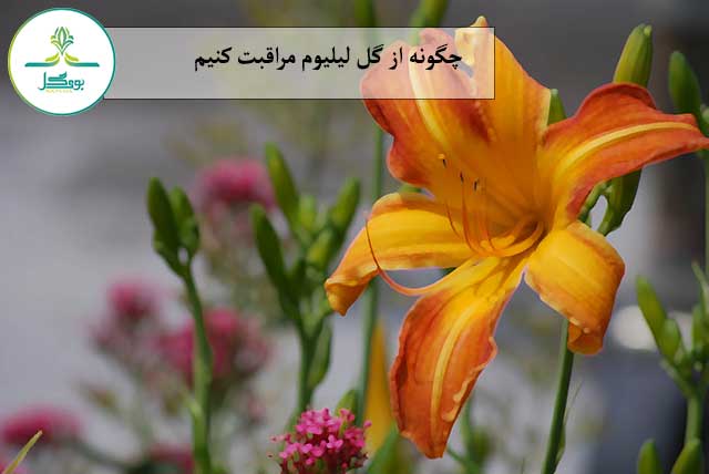 گل لیلیوم
