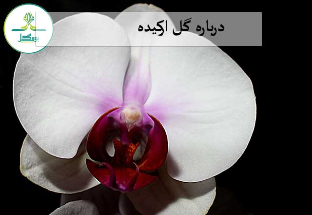 گل ارکیده