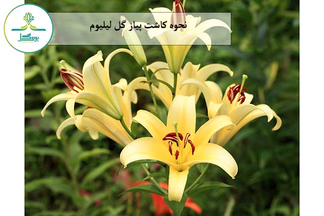 plant-flower-high-botany-garden-flora-