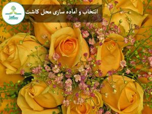 گل رز زرد