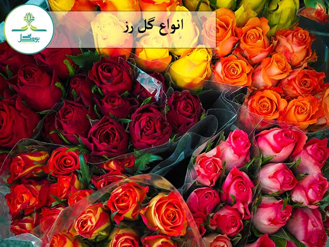 انواع گل رز