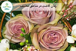زمان کاشت در مناطق مختلف