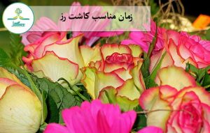 زمان مناسب کاشت رز