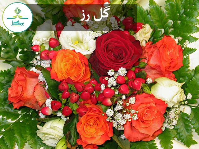 plant-flower-petal-love-bouquet-rose