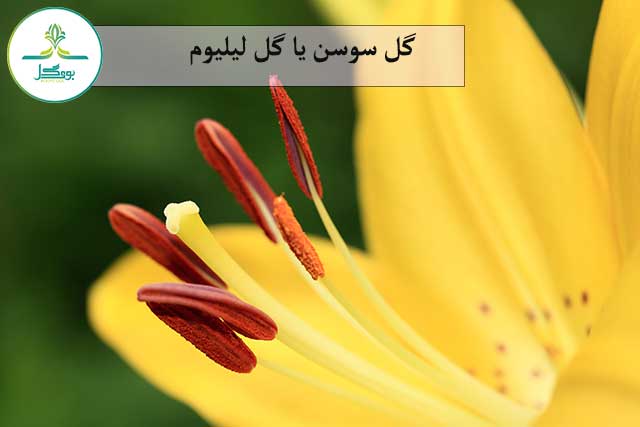 گل لیلیوم